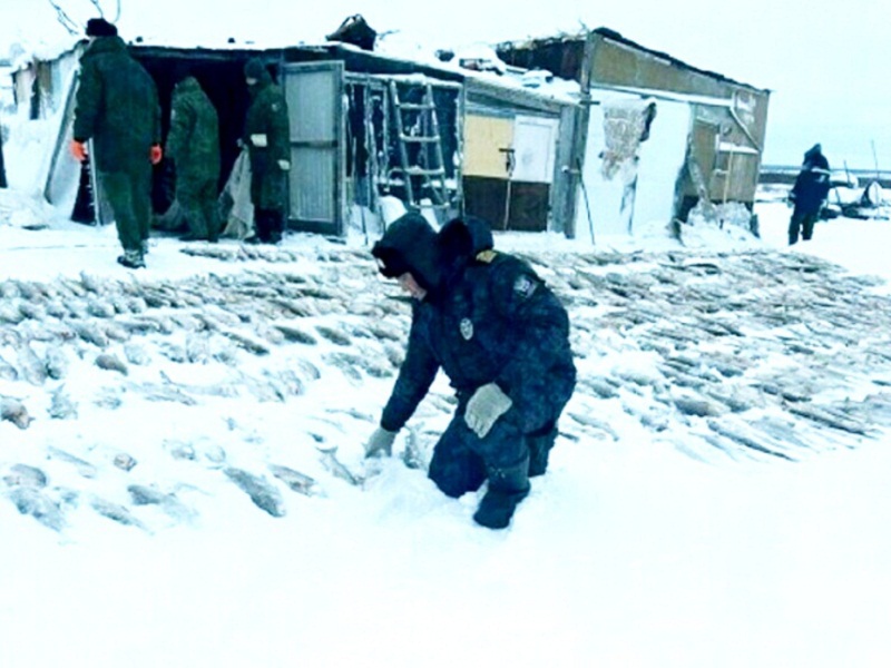 браконьерство рыбы