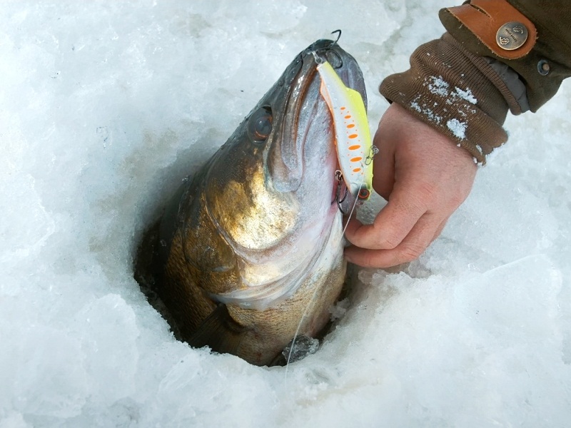 ловля судака на вибы