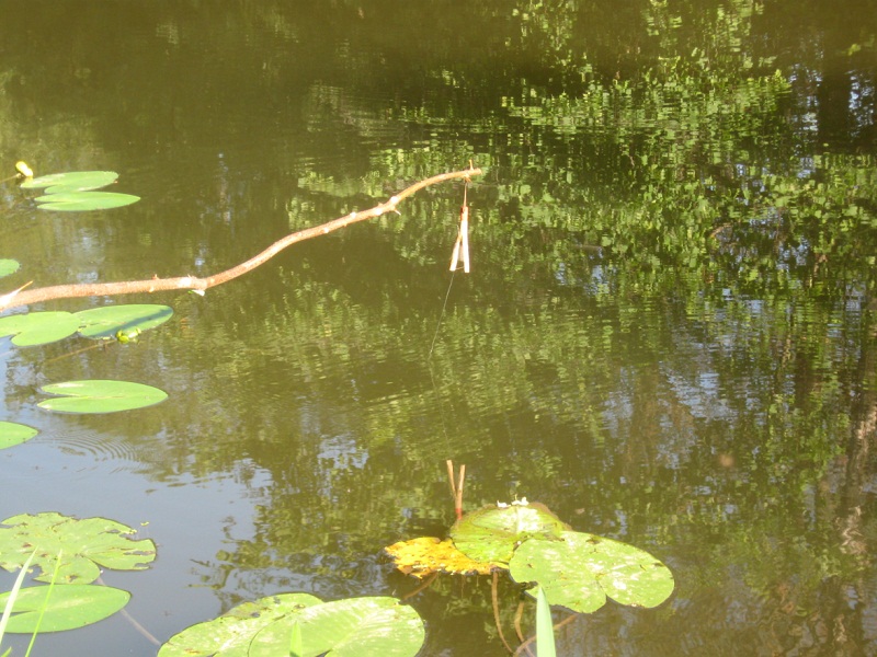 ловля щуки на живца