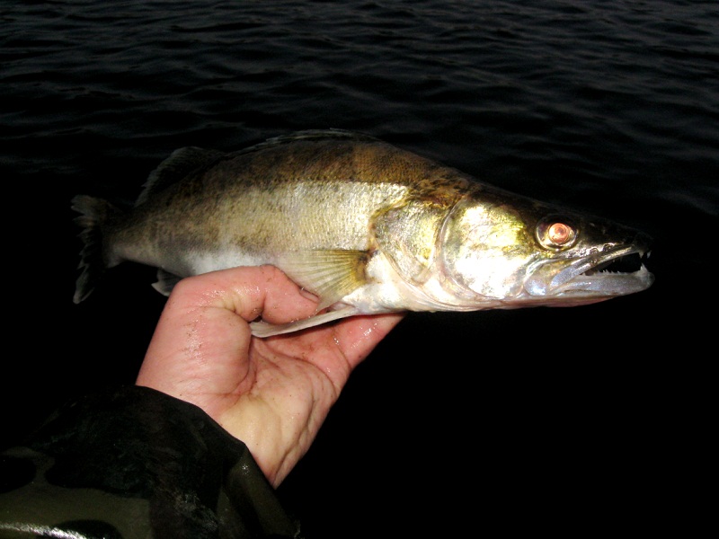 ловля судака весной