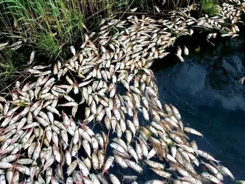 браконьерство рыбы