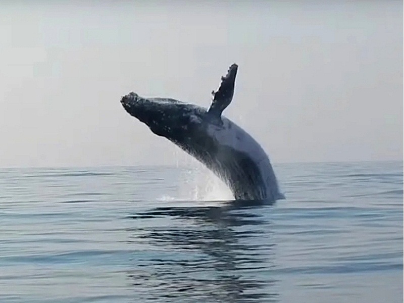 кит играет