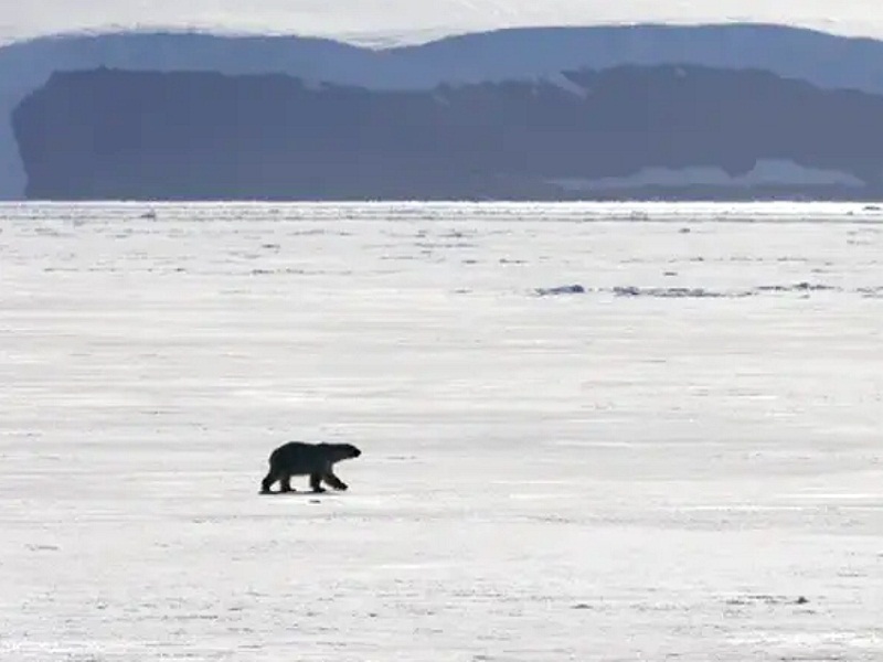 нападение белого медведя