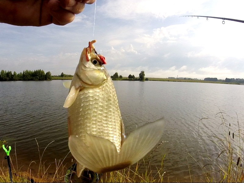 ловля карася летом