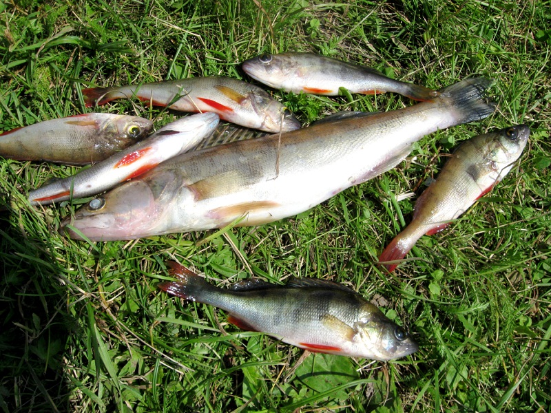 ловля судака весной