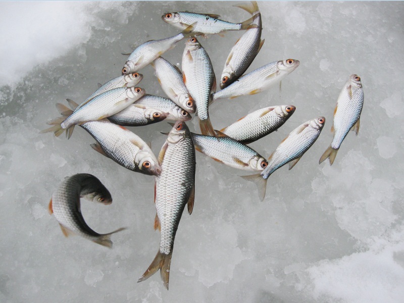 запрет на рыбалку