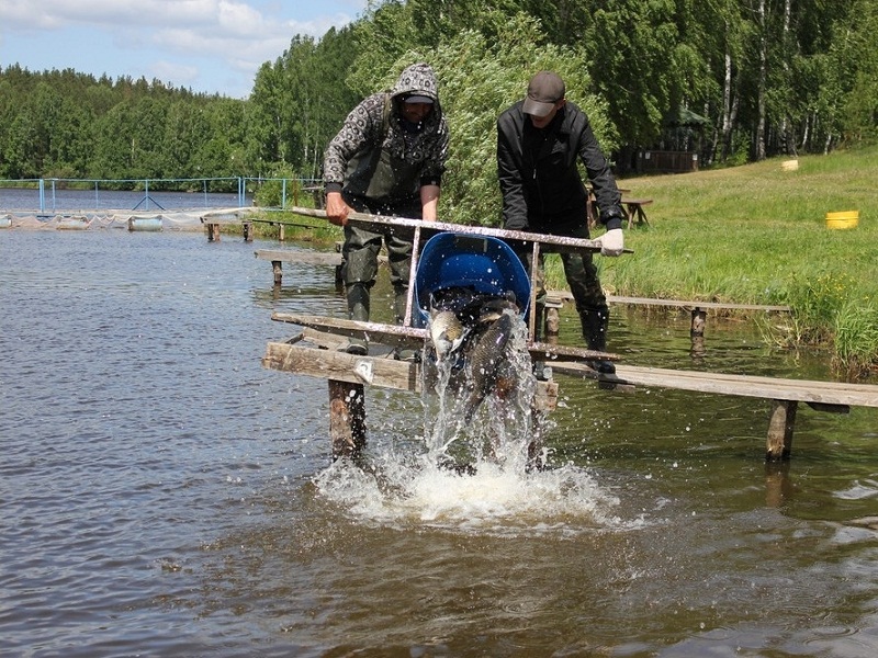 Платная рыбалка моторное