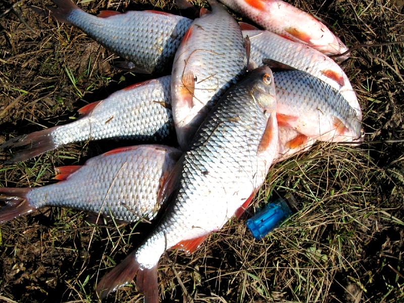 ловля плотвы ранней весной