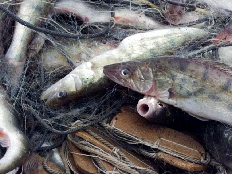 ловля судака с лодки