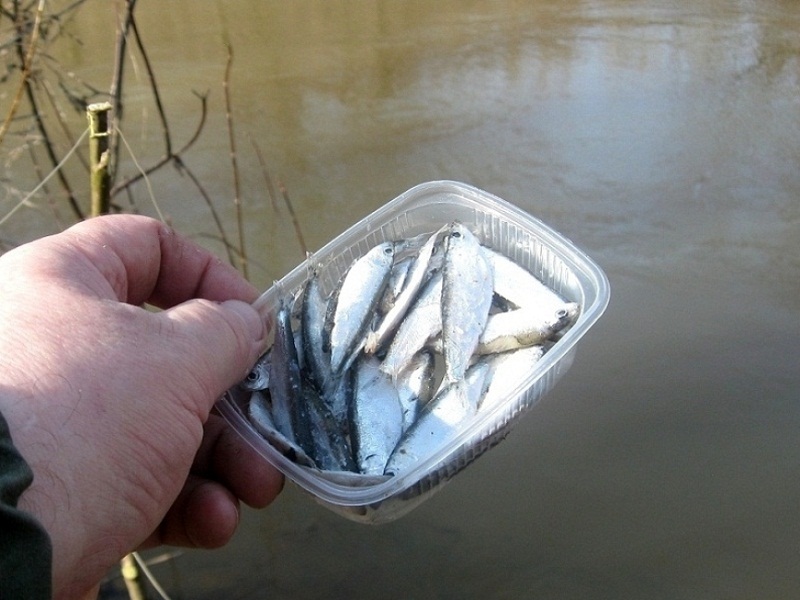 ловля налима весной