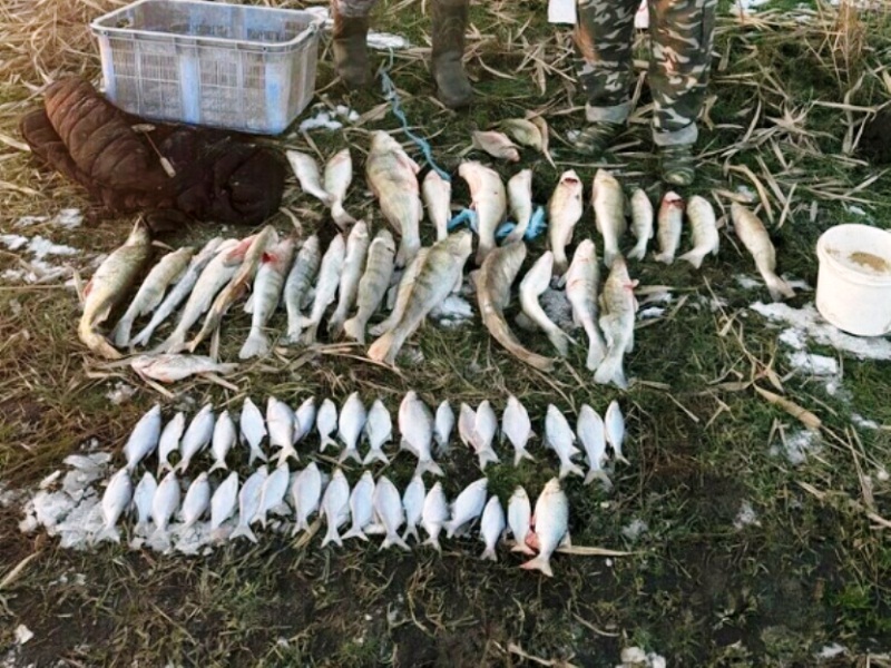 браконьерство рыбы