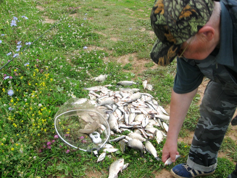 ловля карася летом