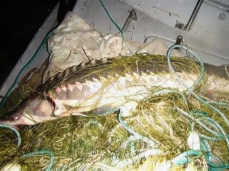 браконьерство рыбы