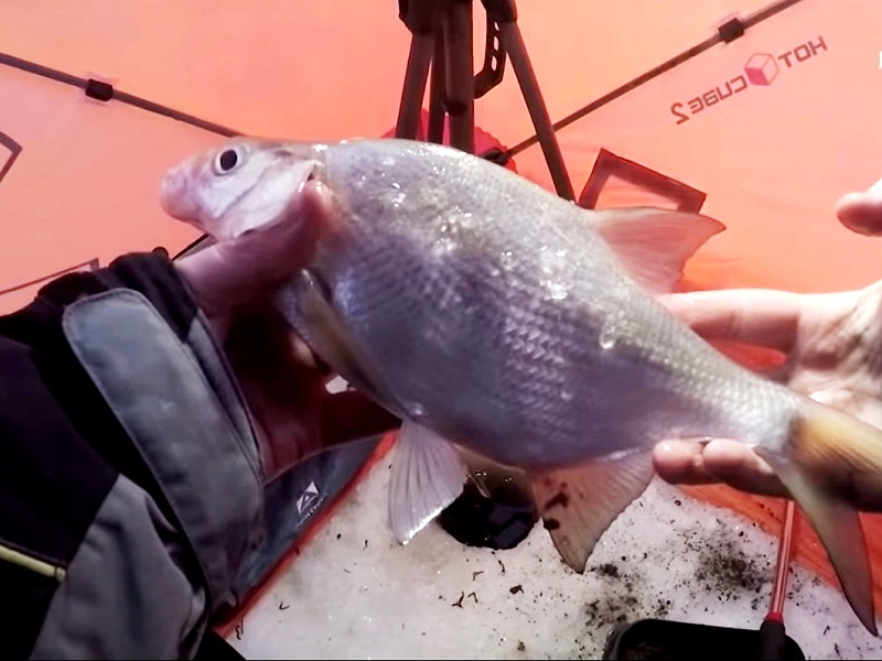 ловля леща зимой в палатке ночью