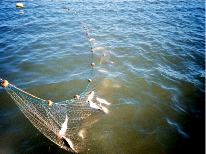 браконьерство рыбы