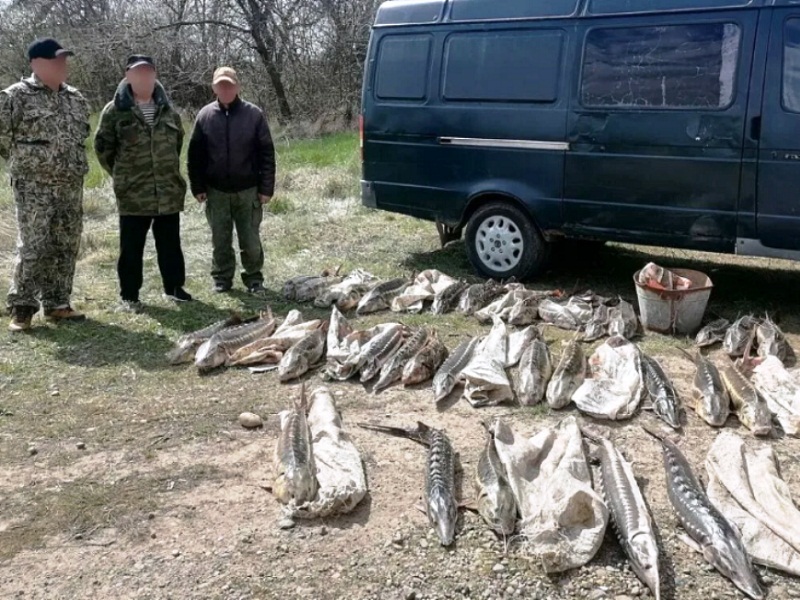 браконьерство рыбы