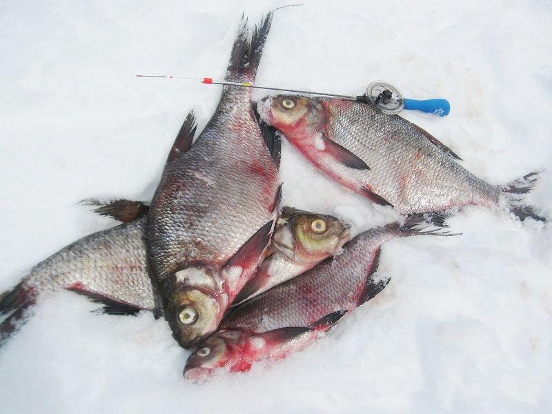 ловля леща на безмотылку