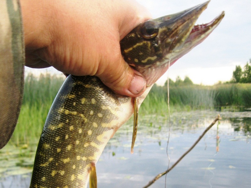 ловля щуки на живца