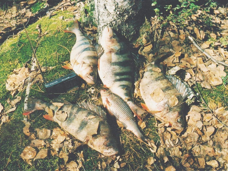 ловля окуня на живца