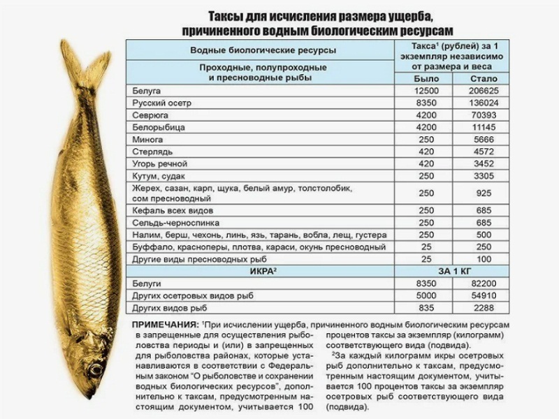 штраф в нерестовый запрет 2025 за рыбалку