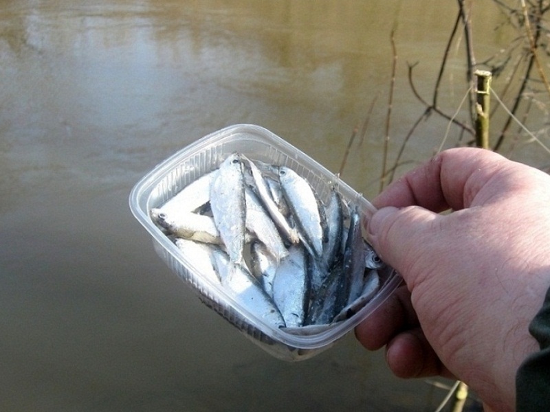 ловля налима весной на донку