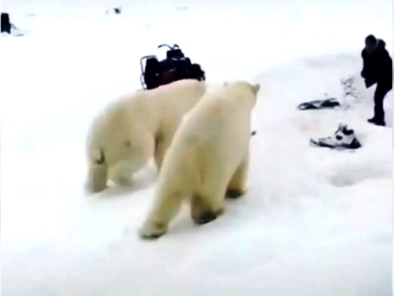 нападение белого медведя