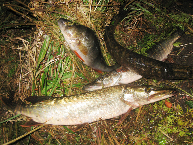 ulov-shhuk-i-okunej