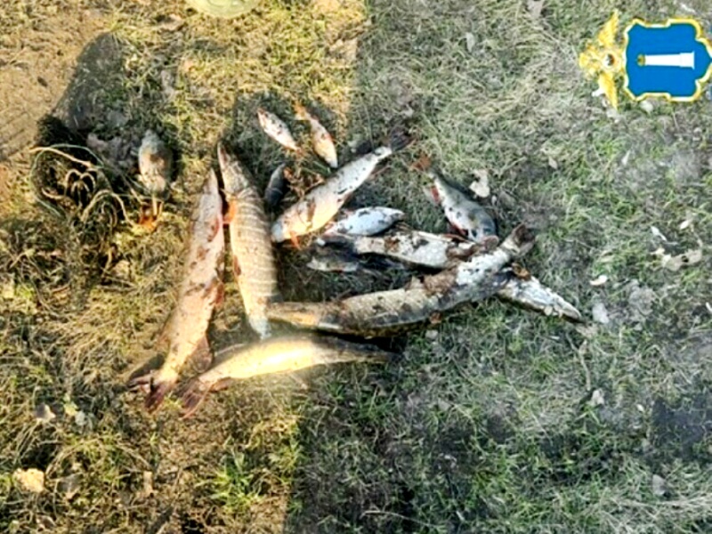 браконьерство рыбы