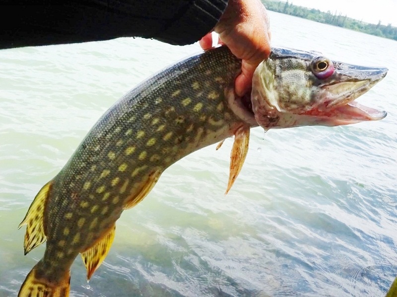 весенняя ловля щуки