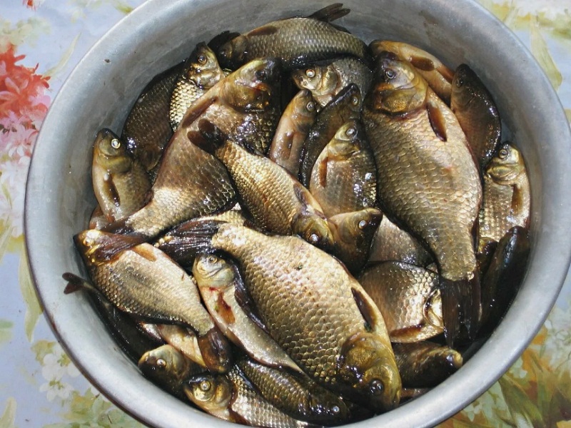 ловля карася сетями