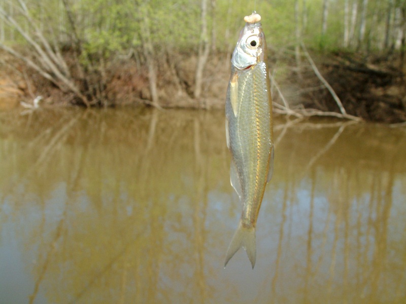 шпроты из уклейки в домашних условиях