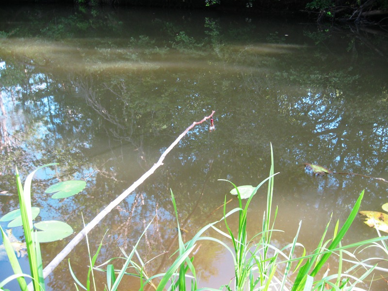 ловля щуки на живца летом