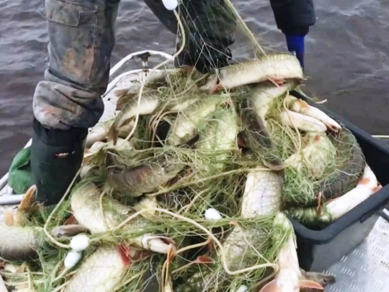 уменьшение рыбы в водоемах