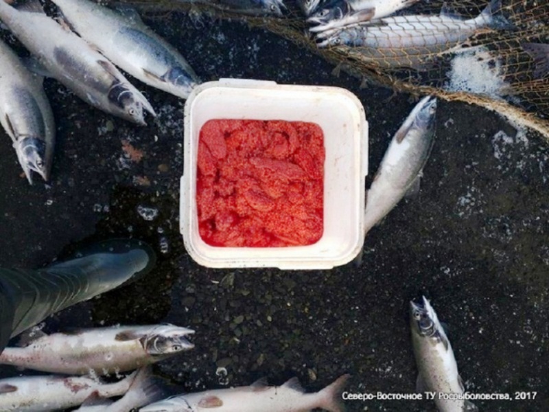 рыбоохрана