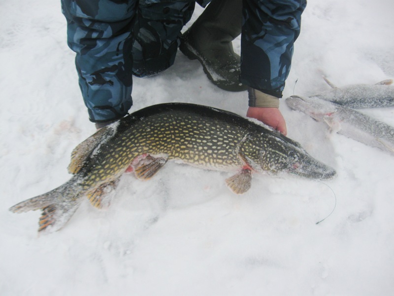 зимняя ловля щуки