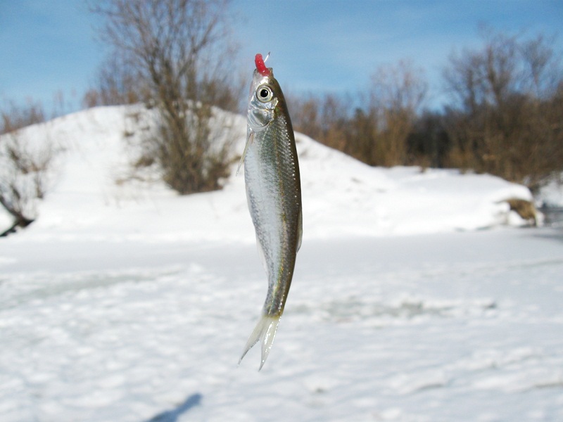 шпроты из уклейки в домашних условиях