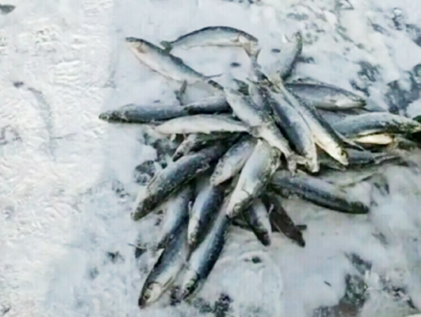 браконьерство рыбы