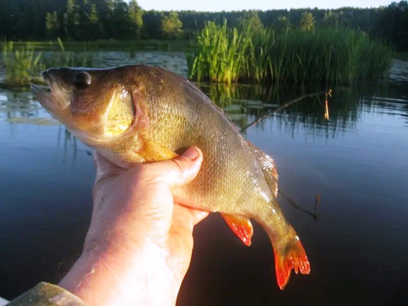 рыбацкие байки