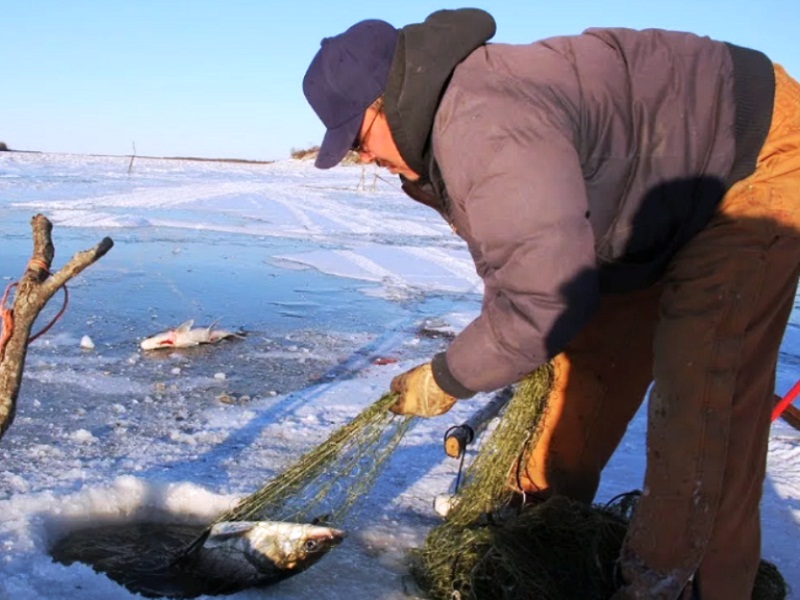 браконьерство рыбы