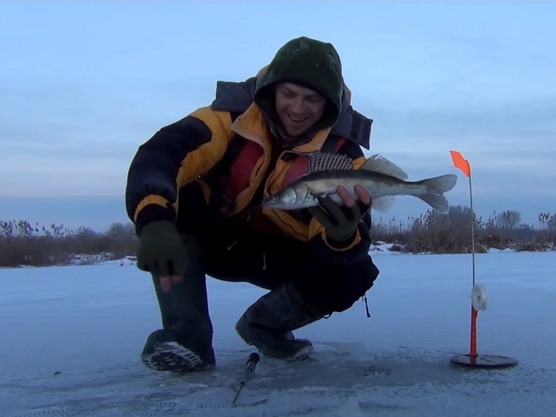 ловля судака на живца