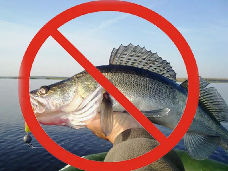 запрет на ловлю судака
