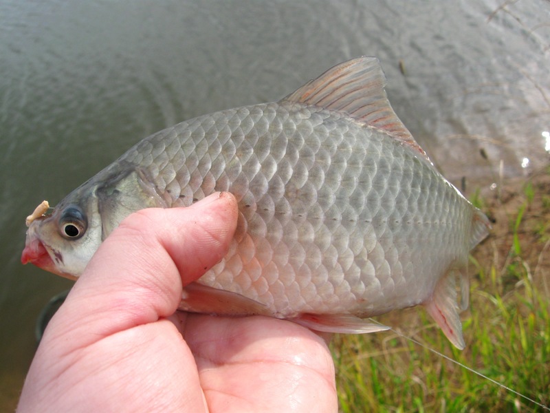 ловля карася летом