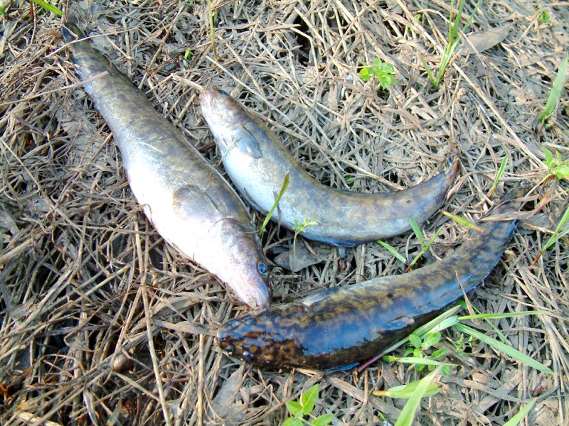 ловля налима весной на донку