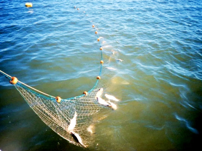 браконьерство рыбы