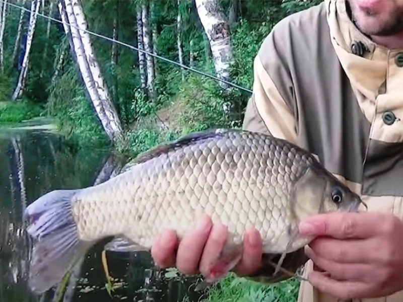 ловля карася на фидер