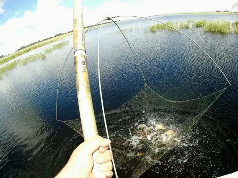 браконьерство рыбы
