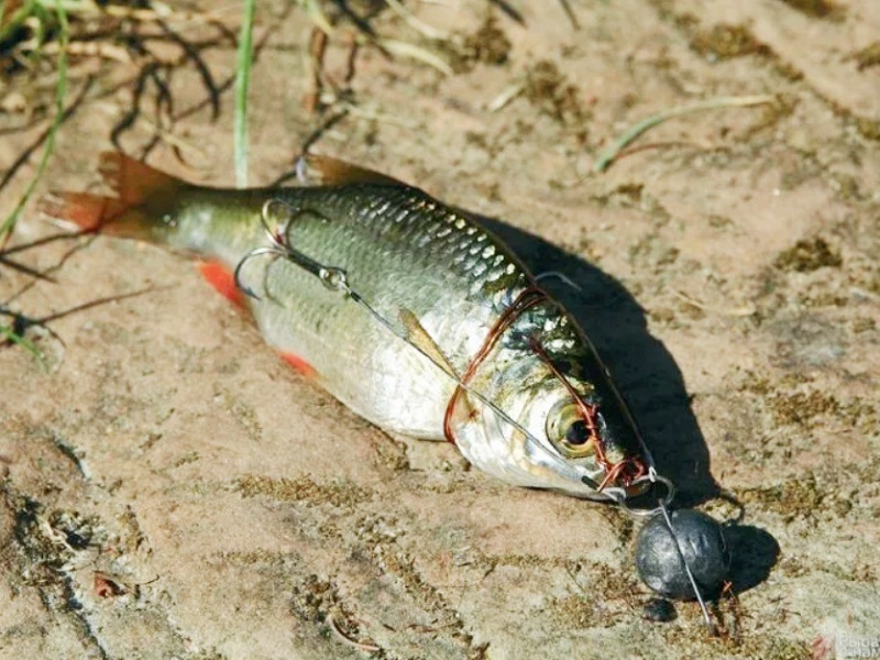 весенняя ловля щуки
