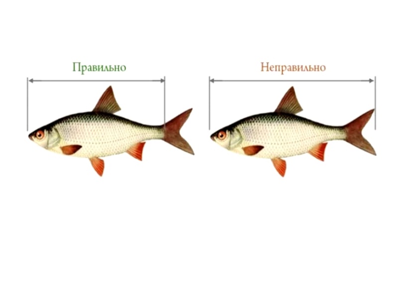 правила рыболовства