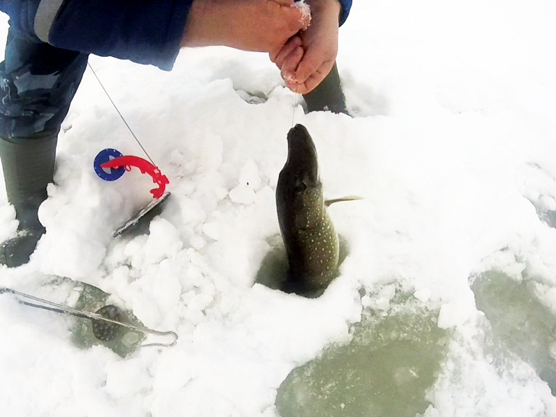 ловля щуки на жерлицы зимой