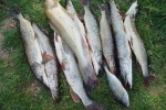 Рыболовы начали выбрасывать улов на берега рек и водохранилищ